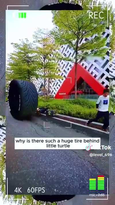 little turtle has neck stretching powers