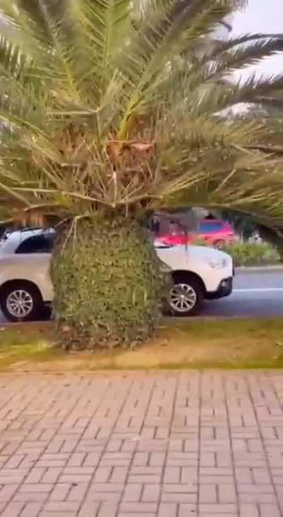 Очередная хуйня про прививки