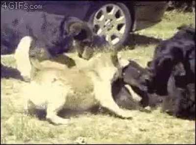 Alright guys break it up! BREAK IT UP!