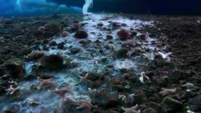 Underwater Icicles are salty, weird-looking and deadly. They are called a brincle