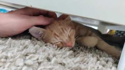 I adopted a kitten yesterday. Say Hi to my boy Luce!