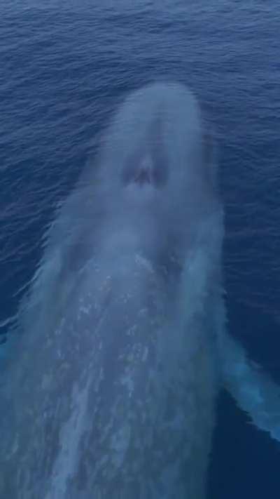 🔥A massive Blue Whale