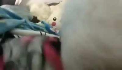 Lucy, getting sprucy