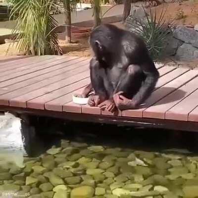 chimp feeding fishe ooh ooh aah aah
