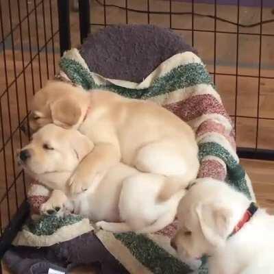 It's all about finding the right nap buddy.