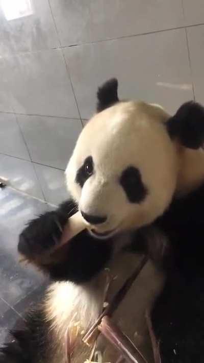 I didn&rsquo;t realise how much I needed to see a panda eat bamboo until now