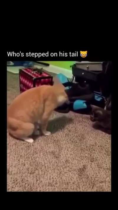 ¿Quién le pisa la cola?