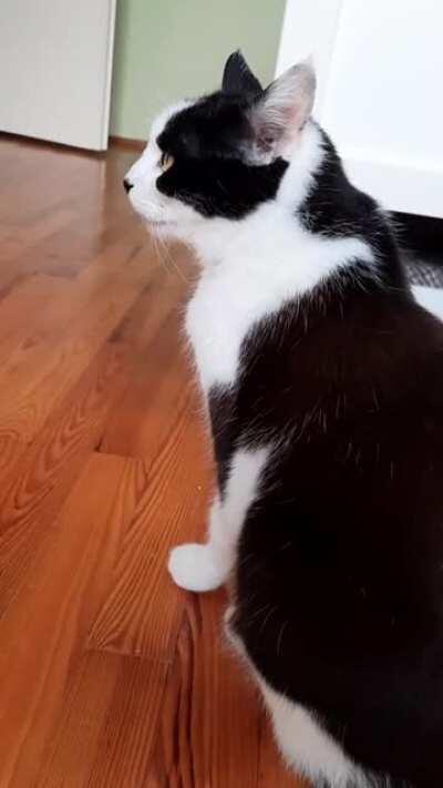 Discussing the pigeon nest with my cat