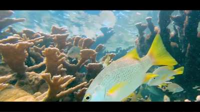 Amazing Elkhorn reef life of Isla Mujeres. 