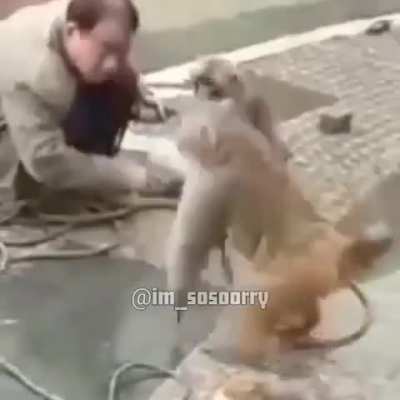 Announcement: the monke sect is a part of the demon sect