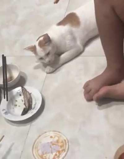 Cat fakes sleep to steal fish