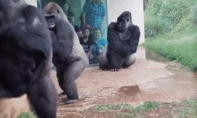 Gorilla family avoiding rain and expressing disgust