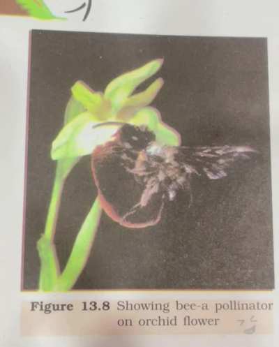 Mutualism revise karlo dostooo