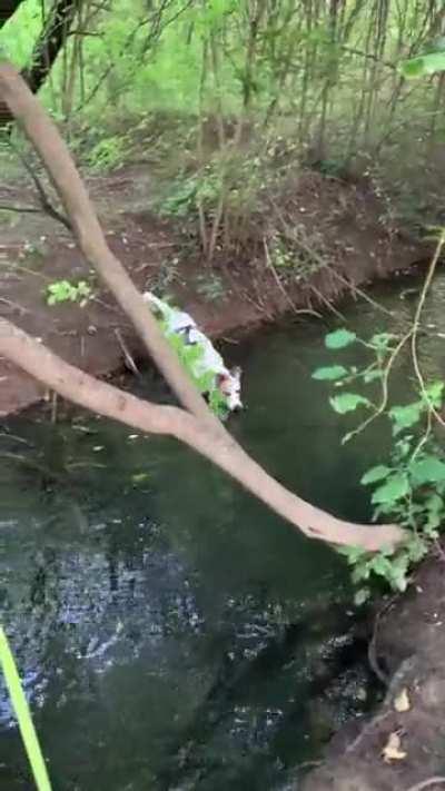 Sometimes I have absolutely no clue what the hell my dog is trying to do