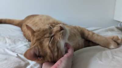 Happy scritches man 🧡