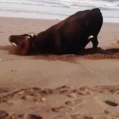 This bull seeing the beach and sand for the first time and LOVING it makes me happy