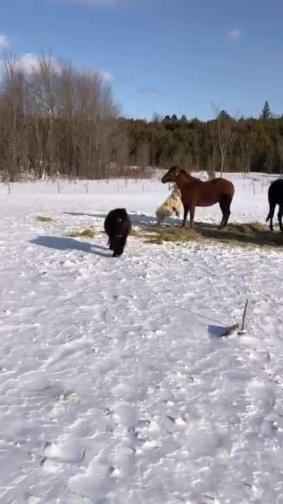 Hafertier spielt Galgen