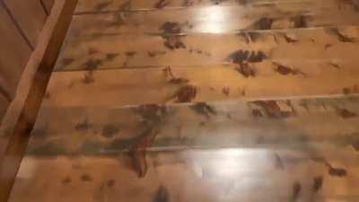Anti-ninja floors (Nightingale floor) used in Japan to alert of any trespassers.