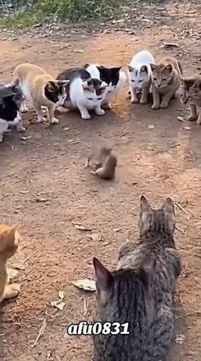 Uma luta cheia dr expectadores