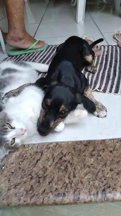 My cat doesn't even care anymore.