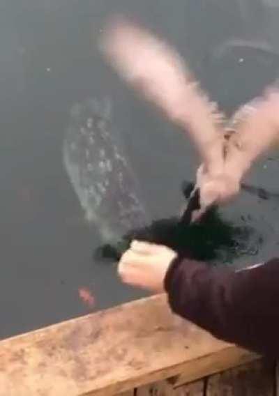 “Aww! What a cute seal-OH MY GOD!”