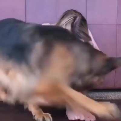 Emotional support dogs try so hard