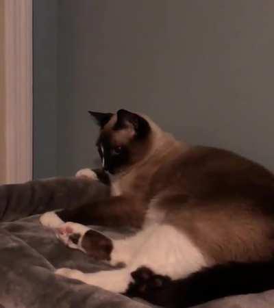 Cat dies a little bit after dropping his toy