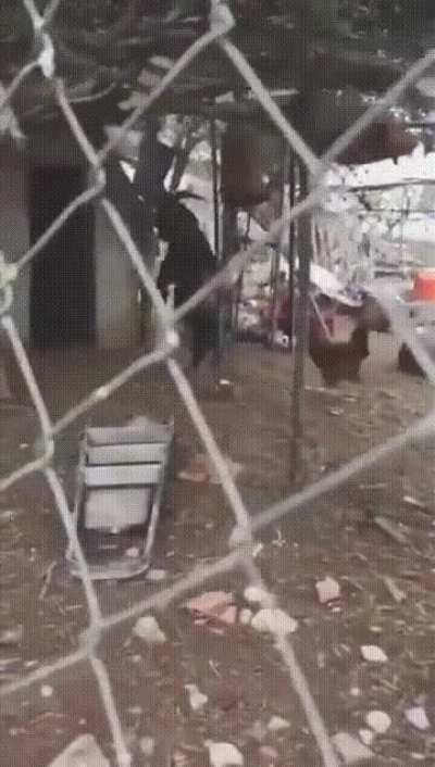 A goat standing on two legs lures a chicken into a shack.
