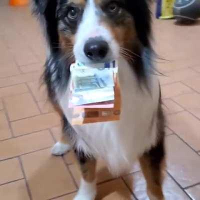 Cute dog does a trick