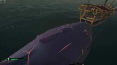 New meta Megalodon Bridge?