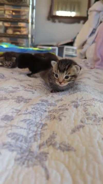 BREAKING: Five 2 week old hardened criminals brought into custody