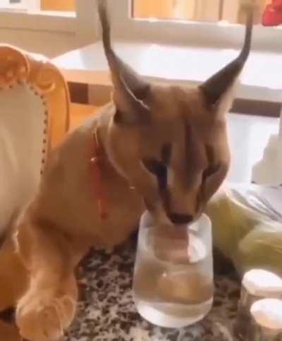 Floppa drinking water