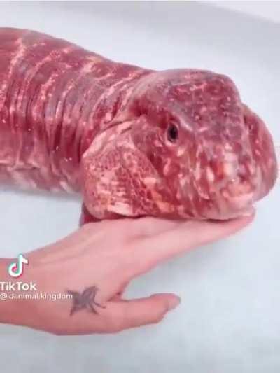 Holy shit guys, the Meat Wyrm