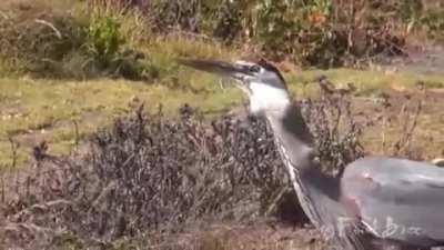 A squirrel fighting for its life against a heron