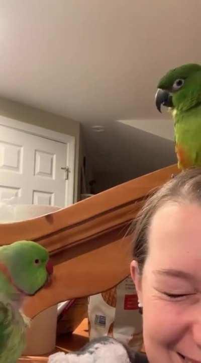 These little fellas want to be opera singers