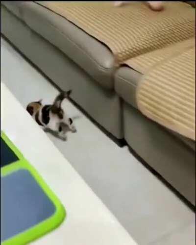 Suspect leads authorities on a high speed chase around the living room