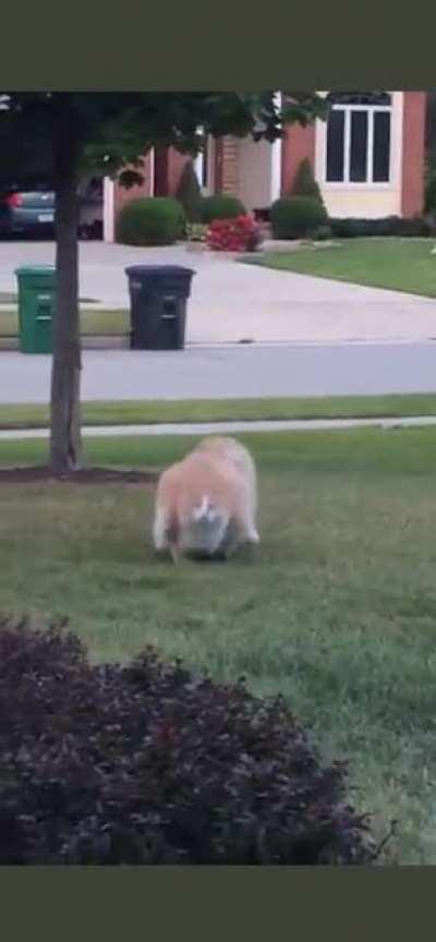 Extra playful, Extra Chonk