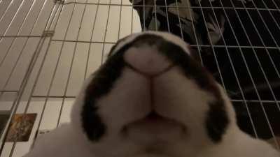 BEHOLD! Spoon snoring! YT link in comments.