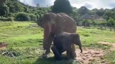 Cute playful baby elephant and mom