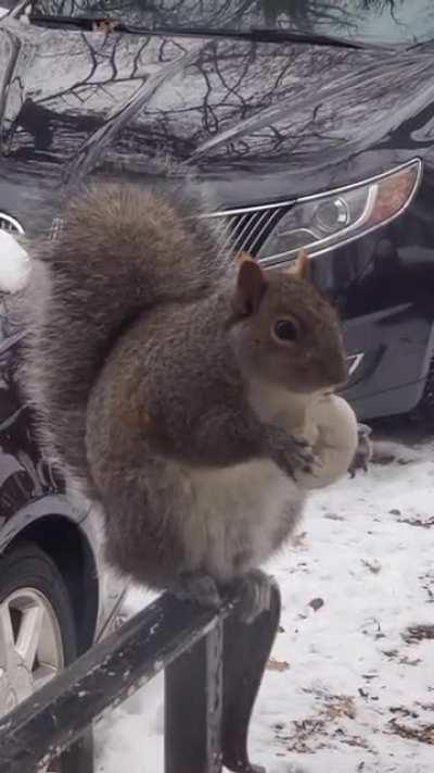 Caught this absolute unit sitting on my front porch today, eating a donut.