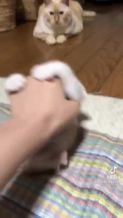 I've been training the new recruit in the art of fighting humans. I plan to use the kitten to attack the human when it displeases me without getting any of the blame. Can the human can use the legal system either before or after the kitten attacks to stop