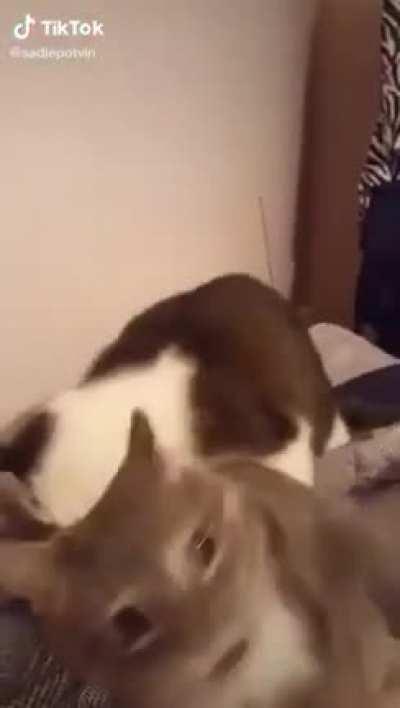 Cat bites another cat