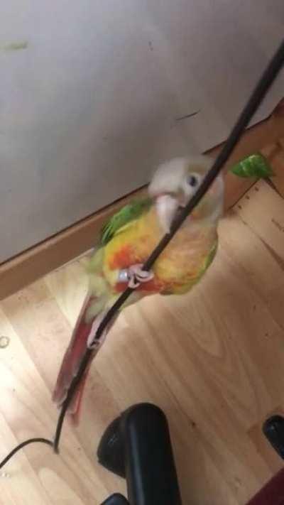 Never learned how to fly, but he could scale my laptop charger