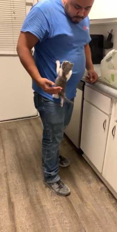 Spiderkitty climbing for a hug