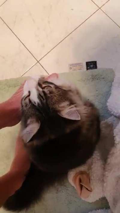 Richard (cat) has dinner at 5pm each day. Some days he likes to argue that it should be earlier. . .