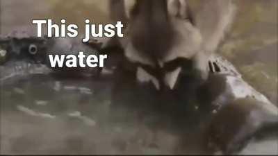 Poor raccoon lost his candy