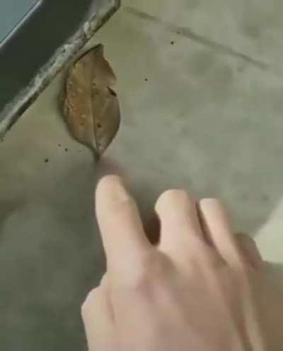 This leaf