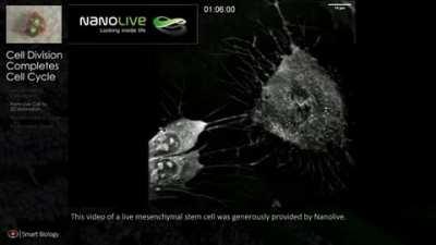 ➡ 𝘾𝙚𝙡𝙡 𝙙𝙞𝙫𝙞𝙨𝙞𝙤𝙣 (𝙢𝙞𝙩𝙤𝙨𝙞𝙨) with new animation overlay (see time-point 42 seconds)