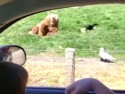 Feeding The Bear Beard