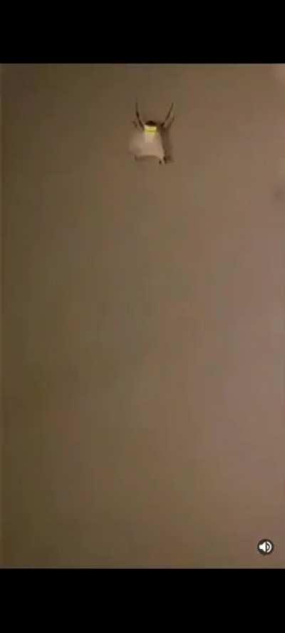 Дружелюбный сосед